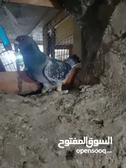  22 متاح جواز و حبات فلت موجودات طبربور سعرهن كويس