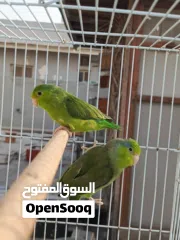  2 للبيع زوج بارتوليت حجم وصحه ممتازه