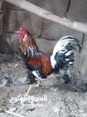  2 ديج شمسي  ورد الباكله