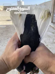  14 حمام للبيع
