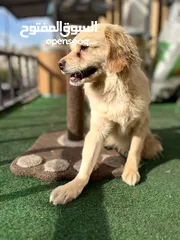  3 شيواوا العمر 11 شهر للبيع