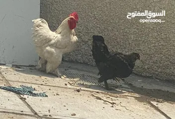  2 دجاج كوجن للبيع دجاجه بياضه