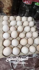  1 بيض عماني مخصب