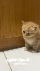  4 Cat kitten