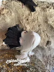  5 جواز حمام للبيع كوم