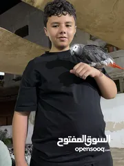  2 ببغاء كاسكو اليف مية في المية ولا يعض وعندما تشتري الببغاء بيجي معو خمسة كيلو بزر عين شمس والقفص
