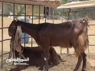  5 ماعز عربي جنس قبرصي الله يبارك معيز حليبً ودلال ترياء