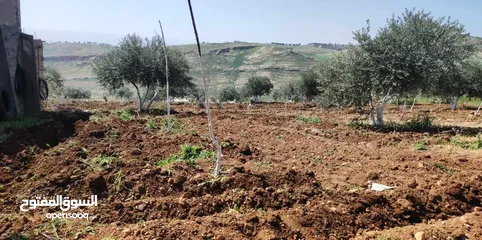  23 مزرعة  جاهزة  مزروعه بأشجار مشروع شاليه و مزودة ببيت  جاهز للسكن