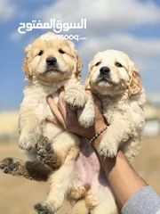  4 Golden retriever جراو جولدن ريتريفر للبيع