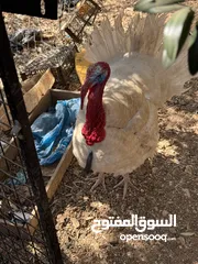  2 مجموعه طيور للبيع