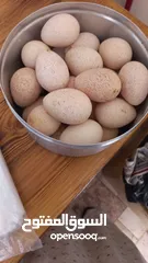  3 بيض  دجاج وحبش بلدي نباتي للبيع