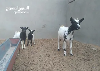  2 عنز كردية للبيع