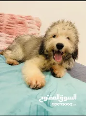  6 Amazing cute Puppy for Sale