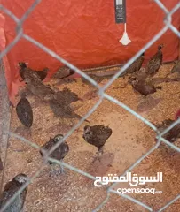  4 دجاج براهمي و ديوك بلدي و فازان و ديك رومي و انثى وز الكمية كاملة للبيع