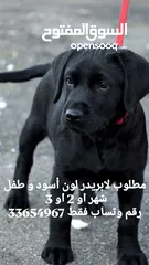  1 مطلوب لابريدر لون أسود و طفل شهر او 2 او 3