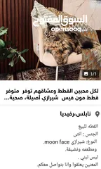  2 لكل محبين القطط قطة هملايا مكس شيرازي وقطة مون فيس شيرازي للبيع بسعر العرض
