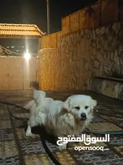  6 كلاب للبيع