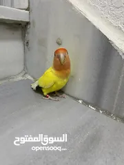  2 روز للبيع صلاة النبي صحة ونظافه والافه مية بلمية  وعجينة بلايد
