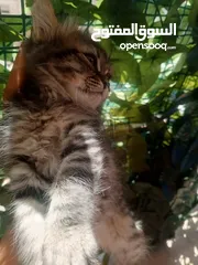  9 همالايا مكس شانشيلا