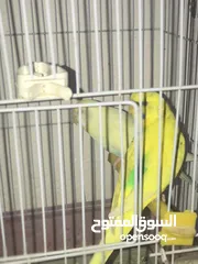  10 جواز كوكتيل جواز حب مكفول