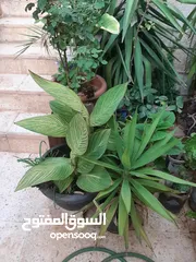  3 زريعه زينه للبيع