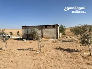  24 مزرعه زيتون
