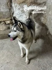  3 كلب هسكي ل البيع