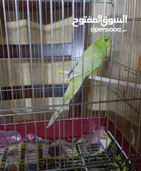  1 رد رام زوج طفرات مميزه