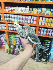  2 طيور كوكتيل 8 حبات كلو اليف شوف الريلز