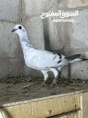  15 فراخ للبيع