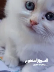  7 قطط للبيع اقره الوصف كامل