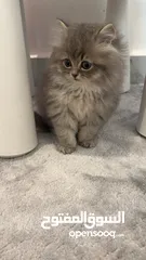  6 قط ذكر عمره شهرين ونص Two and a half month old male cat