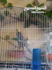  3 جوز عصافير كوكتيل مع القفص