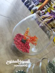  7 باولات سمك ، للمكاتب ، غرف النوم ، الصالون استقبال الضيوف ، رونق خاص للجمال و الاناقة