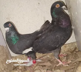  6 حمام جواز بصلات على نبي الحبه ب دينارين واغلبو تحتيو فراخ وبيض