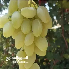  9 جميع الاشجار المثمرة والزينه  تنسيق وزراعة الحدائق الخارجيه والداخليه  صيانة الحدائق وتشكيل الأشجار