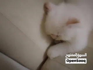  6 beautiful kitten 2 month old for sale