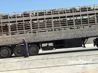  2 اغنام للبيع