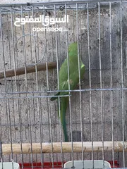  3 طيره ببغاء الدره