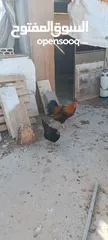  6 دجاج للبيع