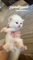  1 قطط كيتن للبيع بسعر رمزي