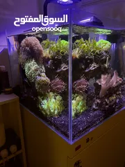  1 Marine fish tank ( saltwater aquarium full set and thriving for sale )