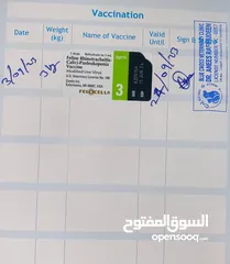  10 قطة للتبني