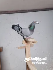  2 طواير مخاليف السنه