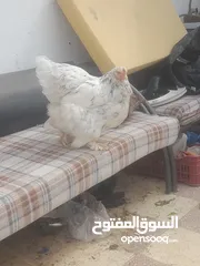  1 بيض مخصب براهمه الصلاة على النبي سعر البيضه .75 قرش