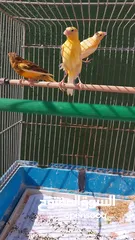  2 فراخ كنار للبيع