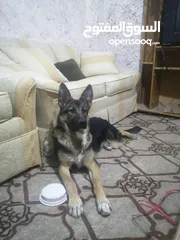  4 أنثى جيرمن شيبرد عمرها ست شهور