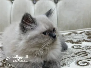  1 قطط للبيع في بغداد