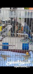  1 جوز طائر الروز