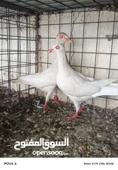  19 حمام نخب الماني جواز وفردات